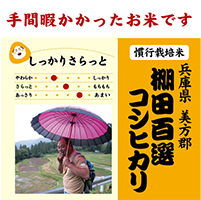 棚田コシヒカリ